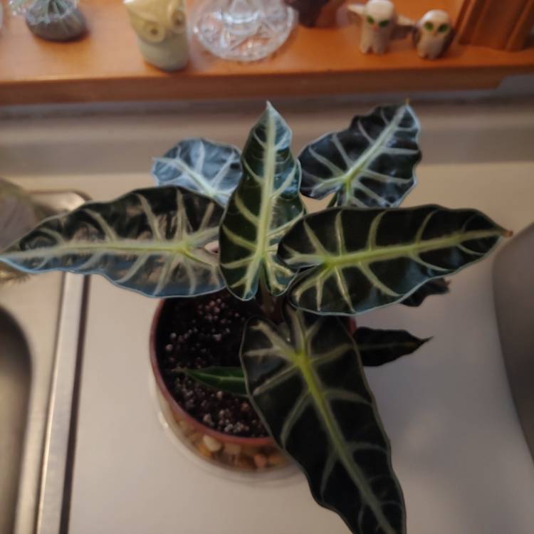 plant image 1549714