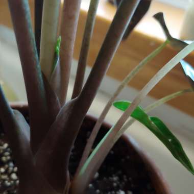 Alocasia x amazonica 'Polly'