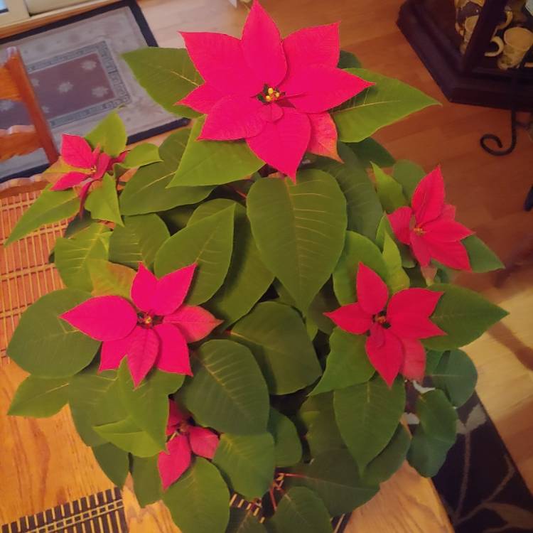plant image 1549727