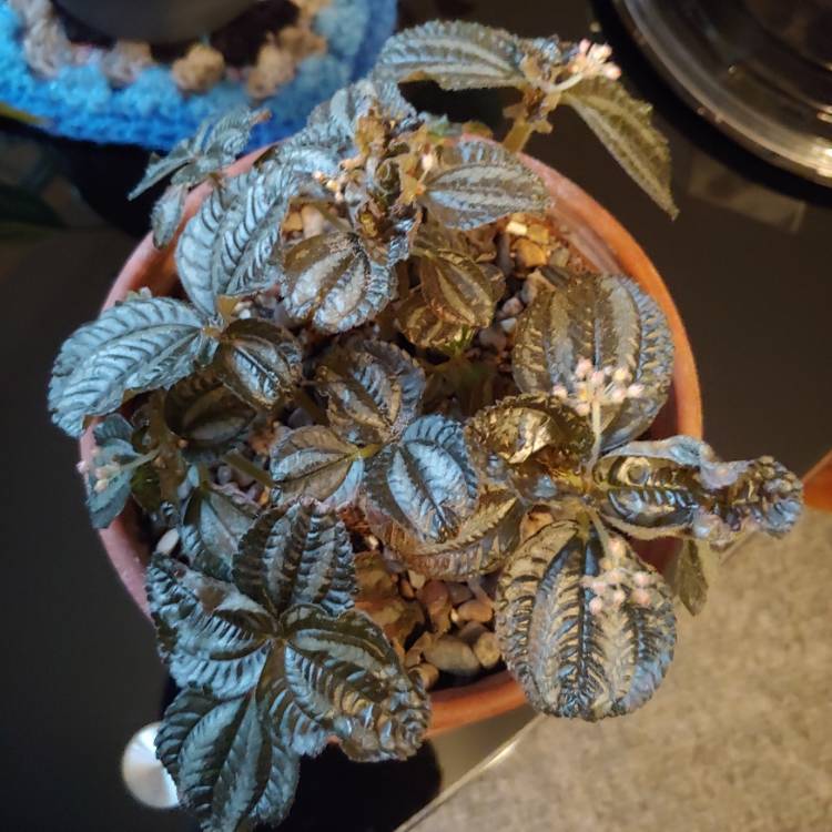 Plant image Pilea involucrata 'Norfolk'