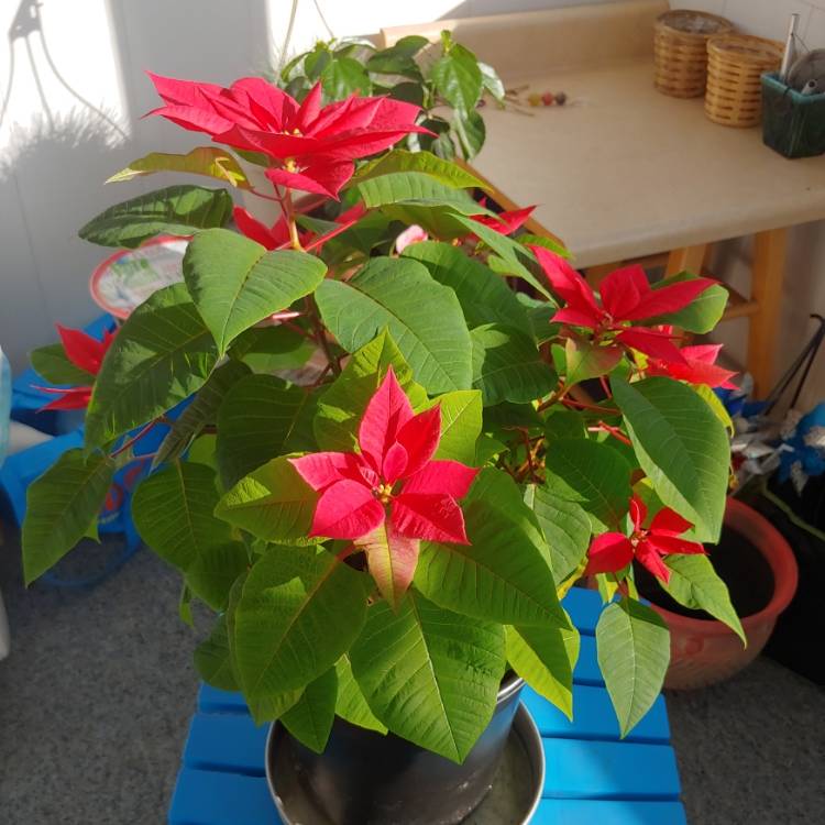 plant image 1551391