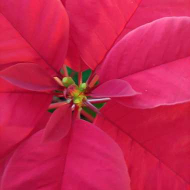 Euphorbia pulcherrima