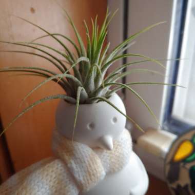 Tillandsia tectorum
