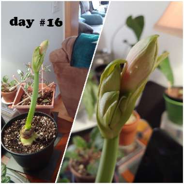 Hippeastrum