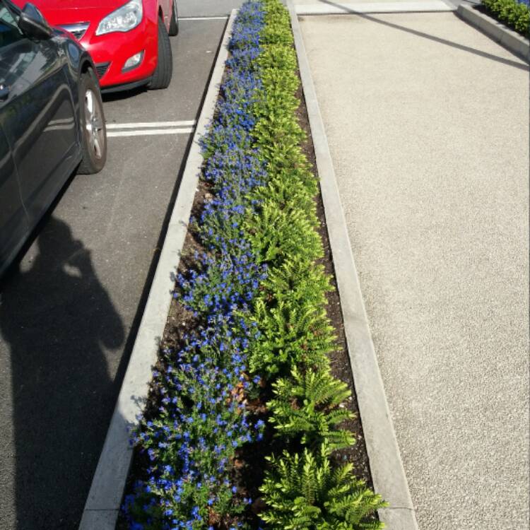 plant image 543551