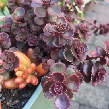Sedum Spurium Schorbusers Blut