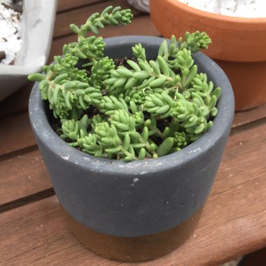 Sedum Album
