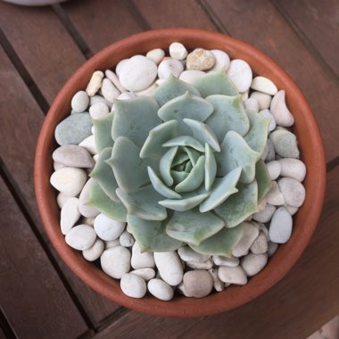 Echeveria Lola