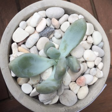 Pachyphytum bracteosum