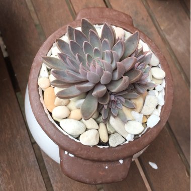 Graptopetalum Rusbyi