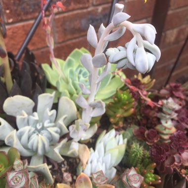Echeveria Runyonii var. Topsy Turvy