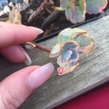 Kalanchoe fedtschenkoi 'Variegata'