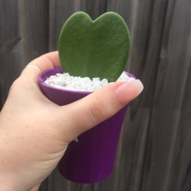 Hoya kerrii