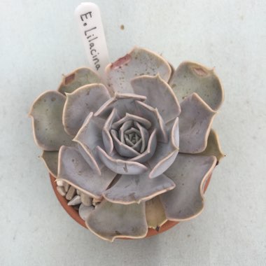 Echeveria Lilacina