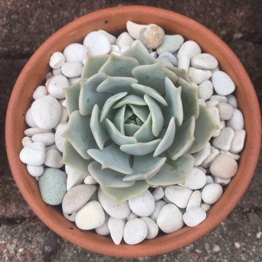 Echeveria Lola