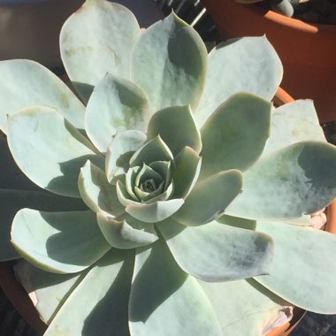 Echeveria Domingo