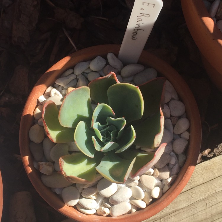 plant image 628818 plant image 628818