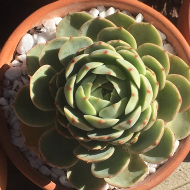 Echeveria Ben Badis
