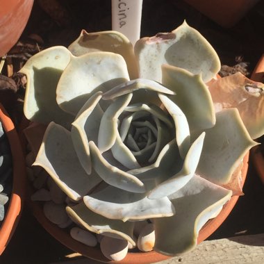 Echeveria Lilacina