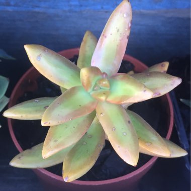 Sedum Adolphi
