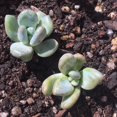 xSedeveria Blue Mist