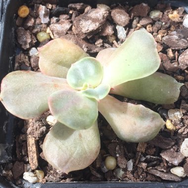 Echeveria Blue Metal
