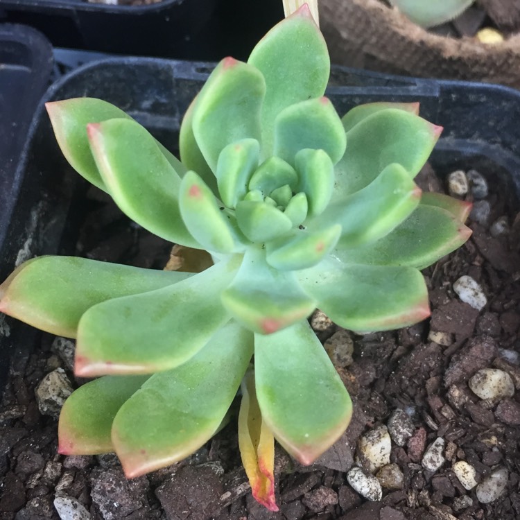 Plant image xSedeveria Maialen