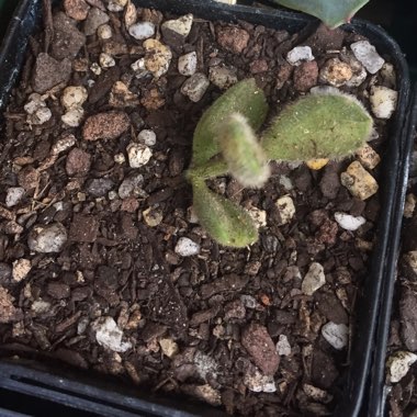 Cotyledon tomentosa Variegata