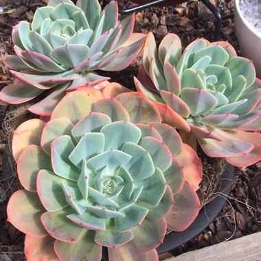 Echeveria Imbricata