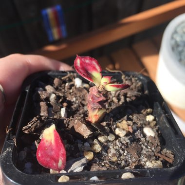 Echeveria Nodulosa
