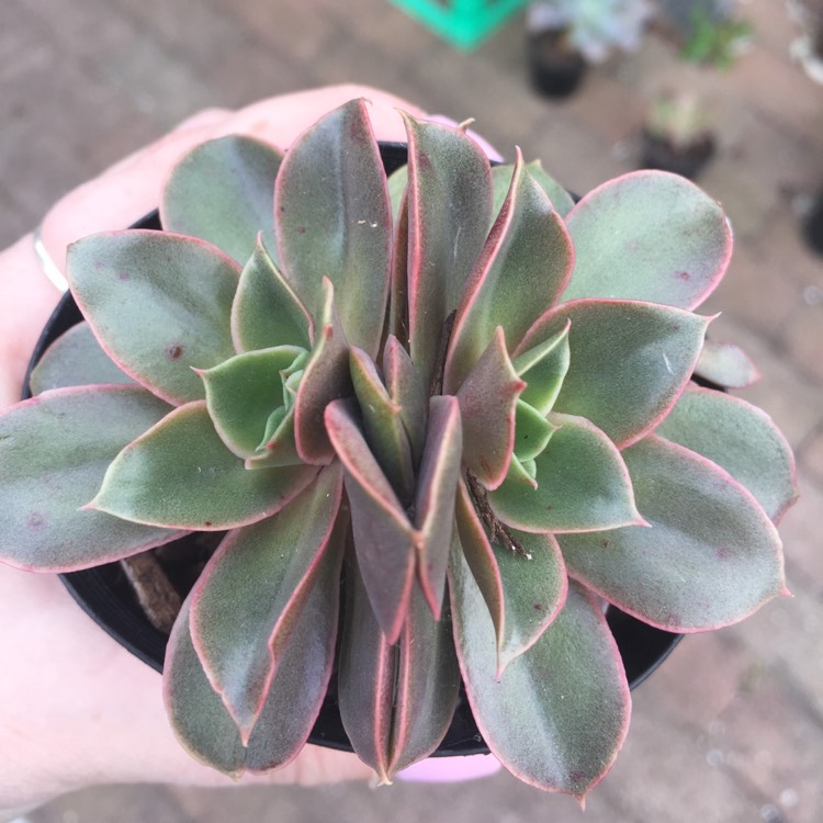 Plant image Echeveria Green Smile