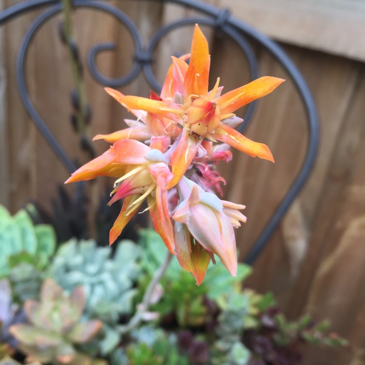 plant image 654856 plant image 654856
