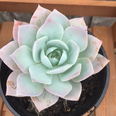 xSedeveria Blue Lotus