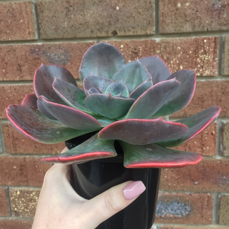 Plant image Echeveria Blue Metal