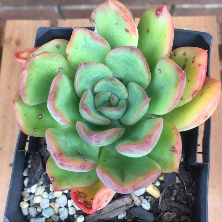 plant image 662097