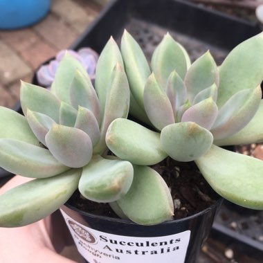 x Pachyveria Rough