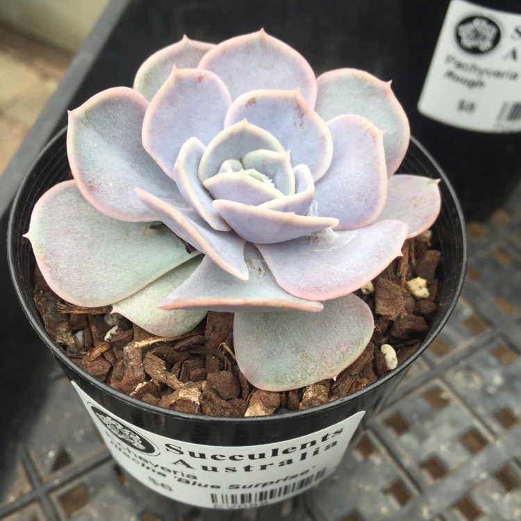 plant image 680222