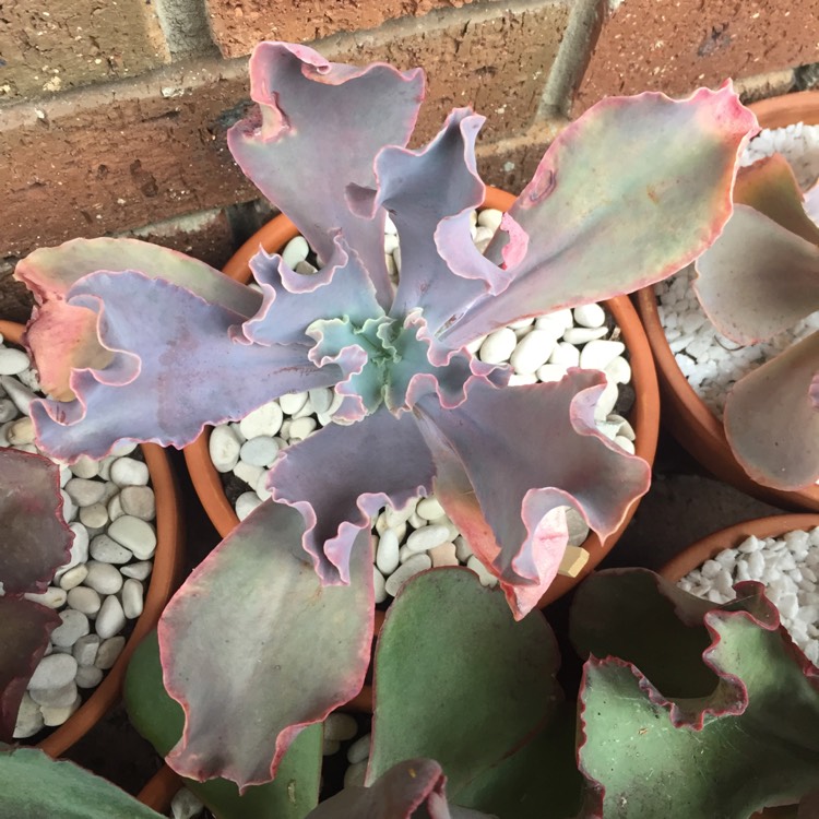 plant image 681858