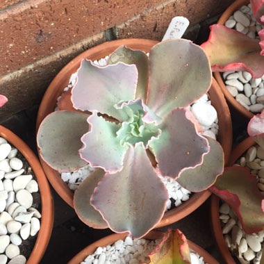 Echeveria Pastel
