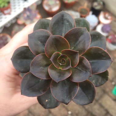 Echeveria Melaco