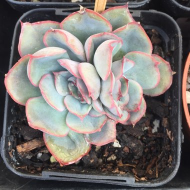 Echeveria Hercules
