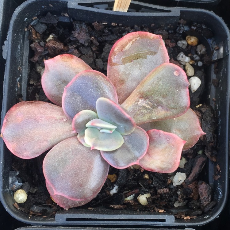 plant image 686216 plant image 686216