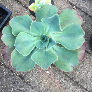 Echeveria Capri