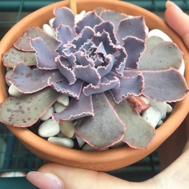 Echeveria Shaviana Pink Frills
