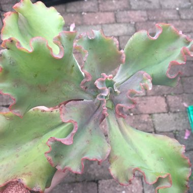 Echeveria Double Delight