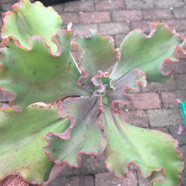 plant image 701020