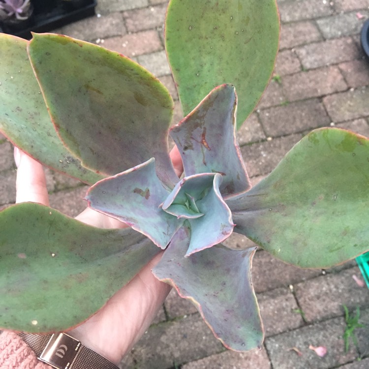 plant image 701034
