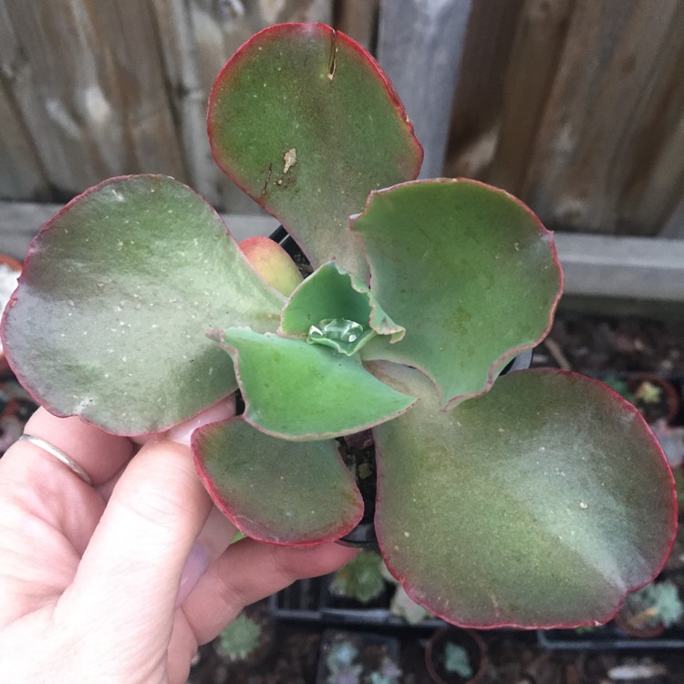 plant image 702145