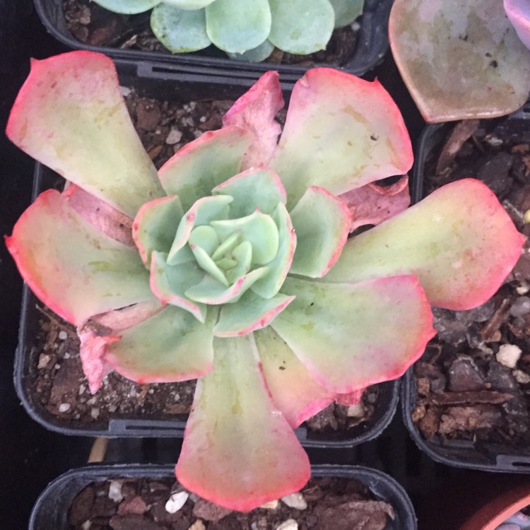 Plant image Echeveria Alpine Rose