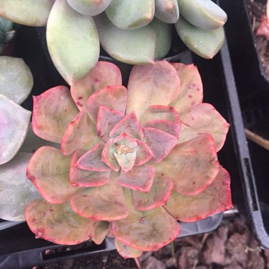 Echeveria Briar Rose